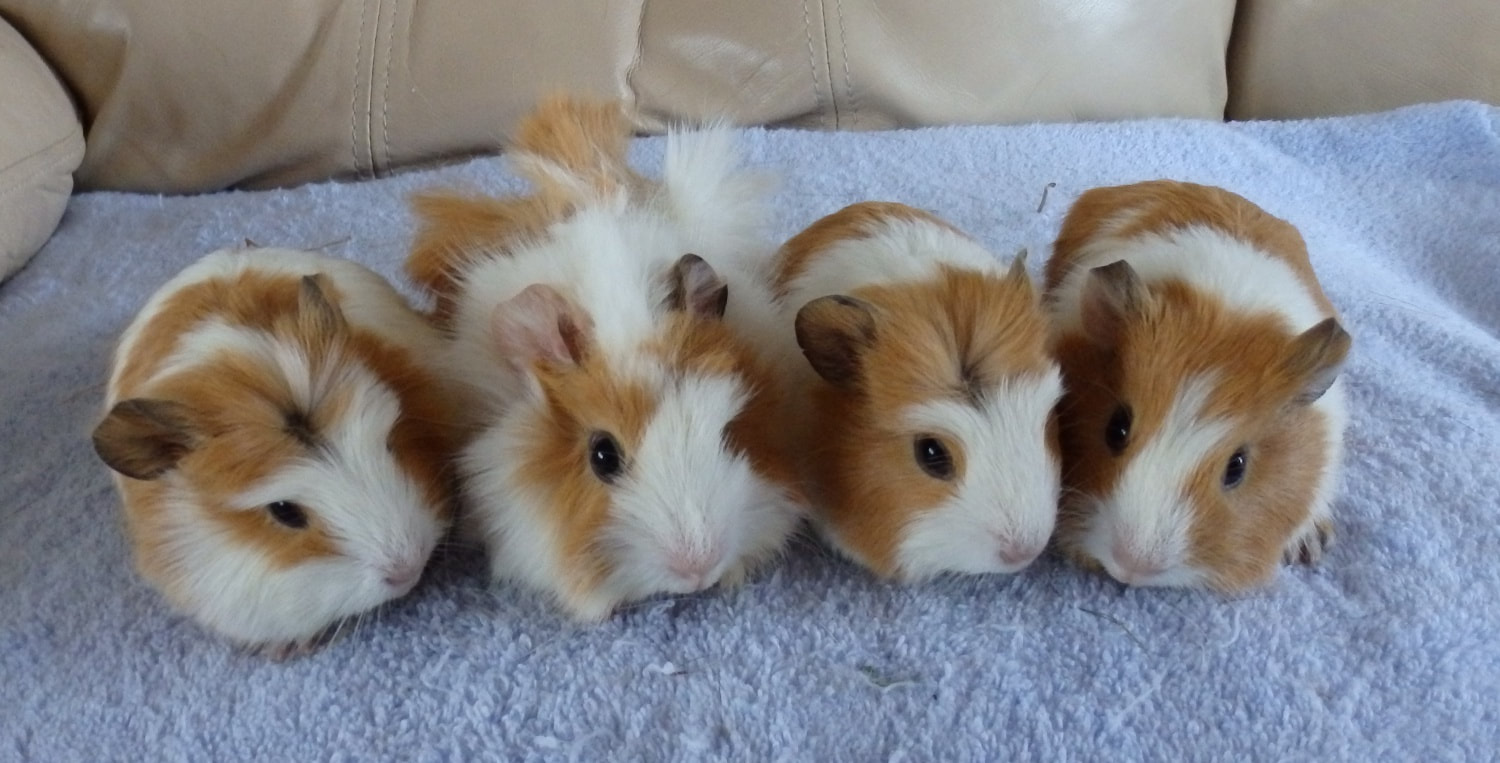 rabbits and guinea pigs for sale